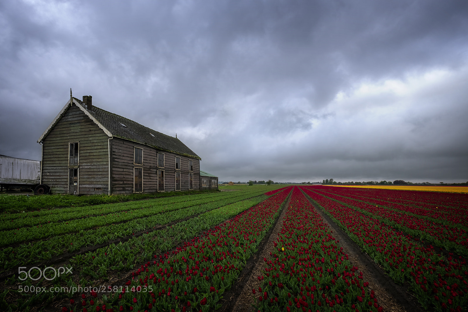 Fujifilm X-T1 sample photo. Tulips from amsterdam photography