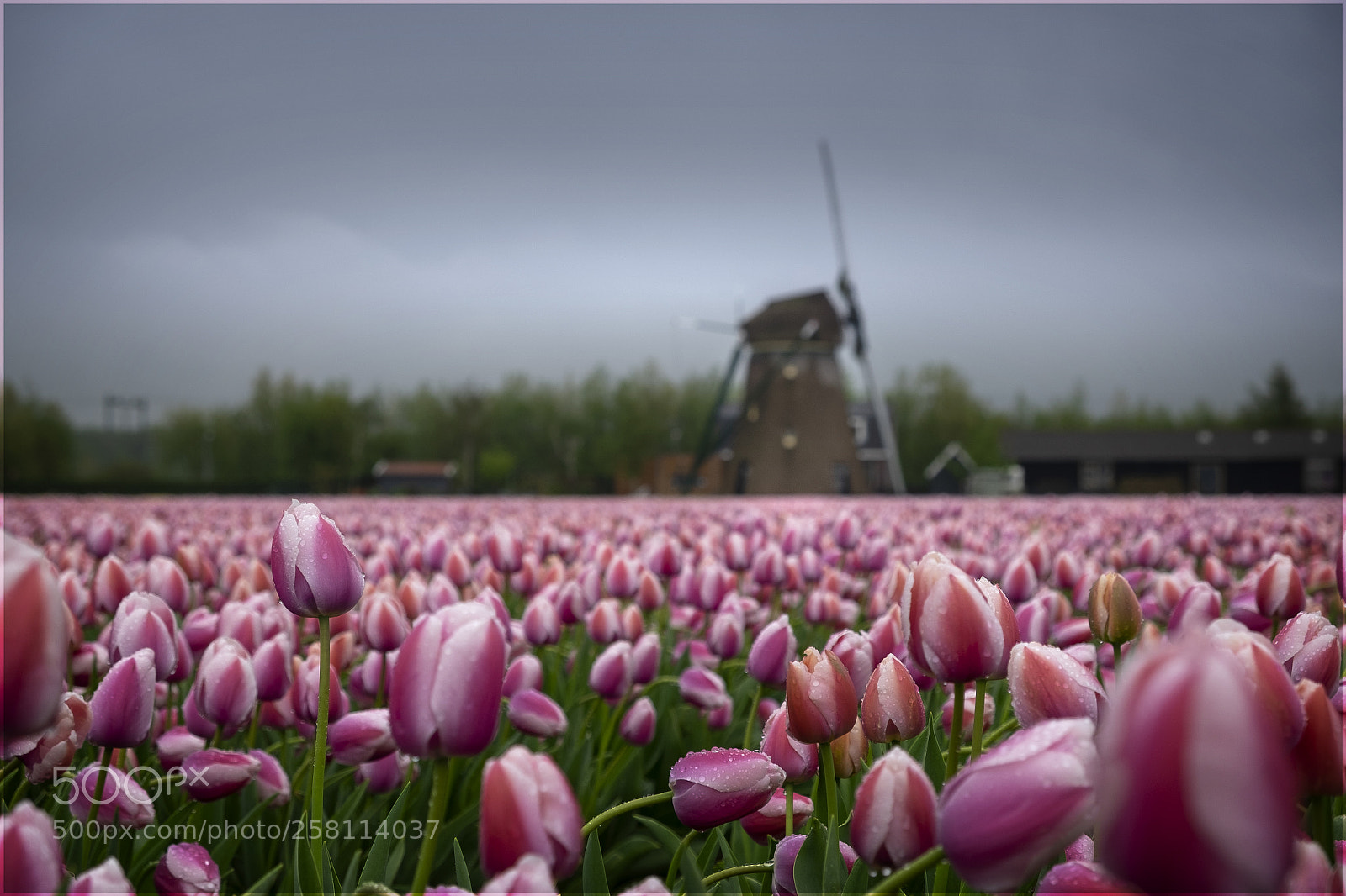 Fujifilm X-T1 sample photo. Tulips from amsterdam photography