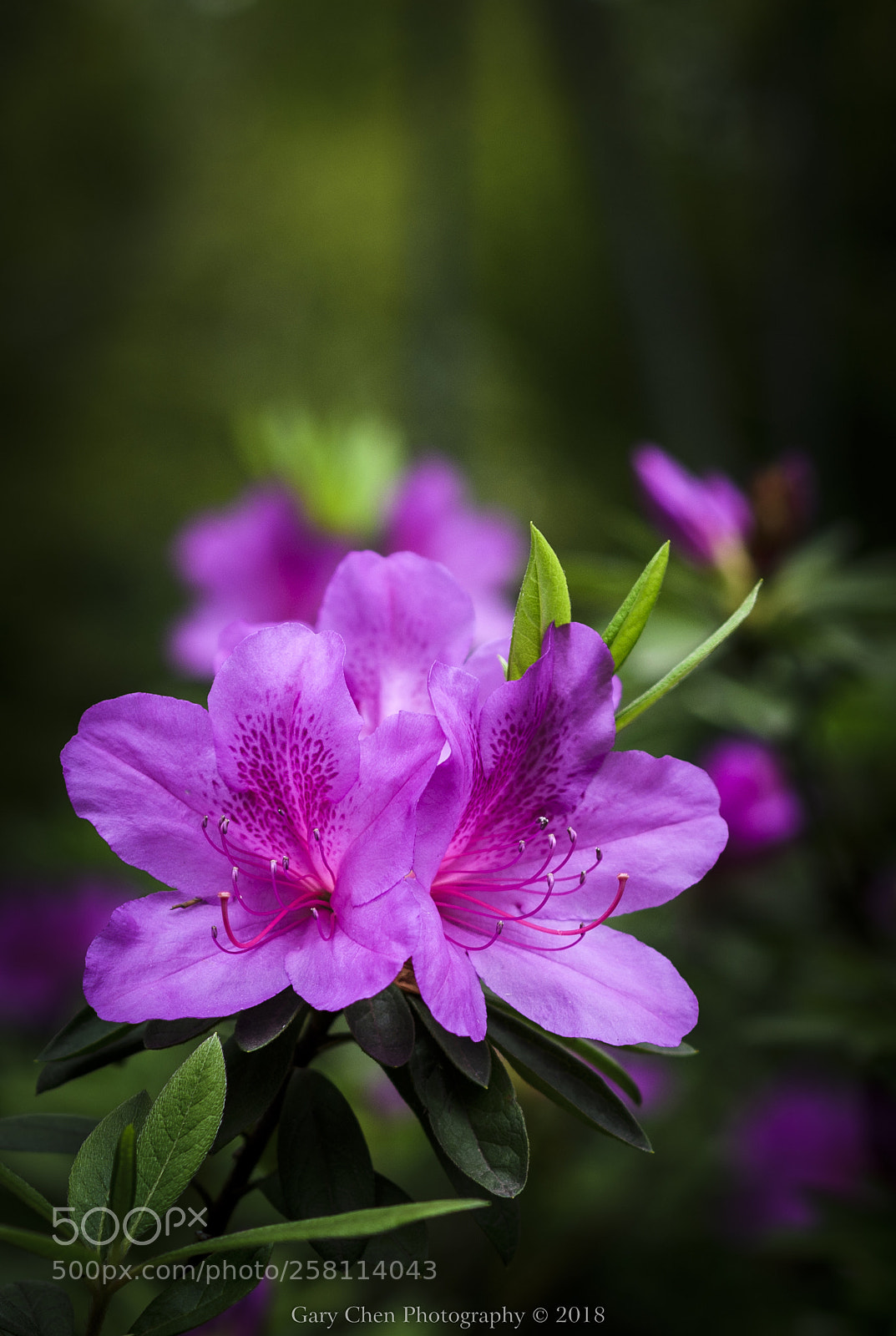 Nikon D810 sample photo. Azalea in the morning photography