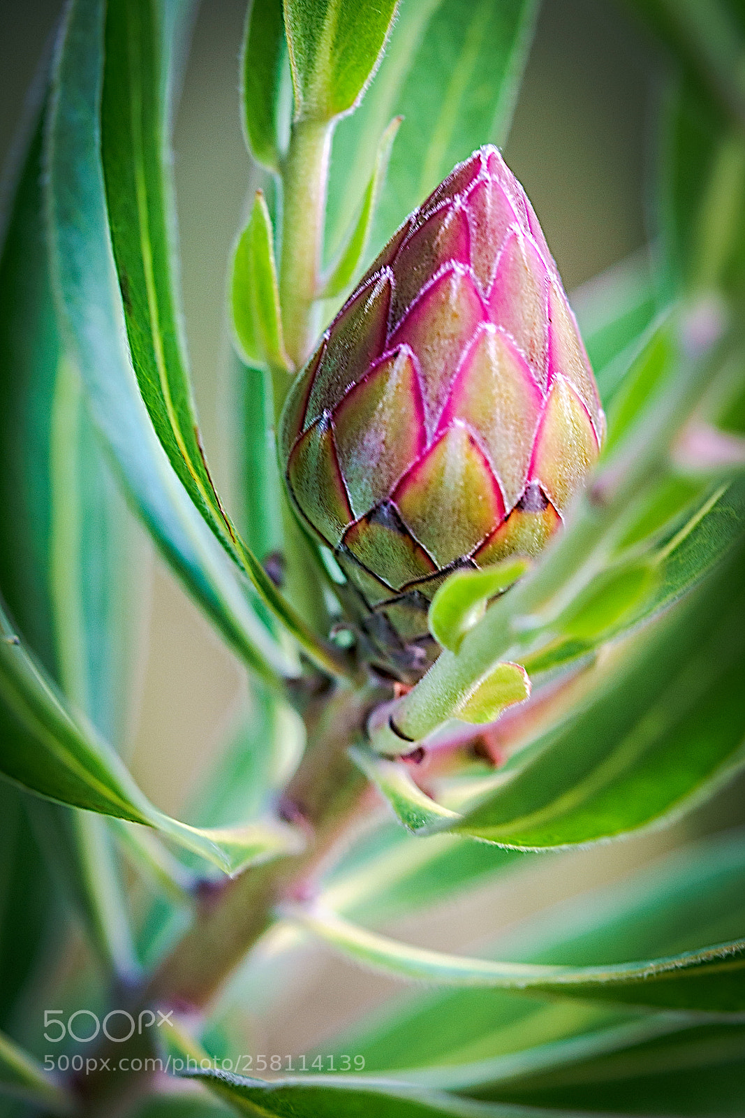Sony a7R II sample photo. Protea photography