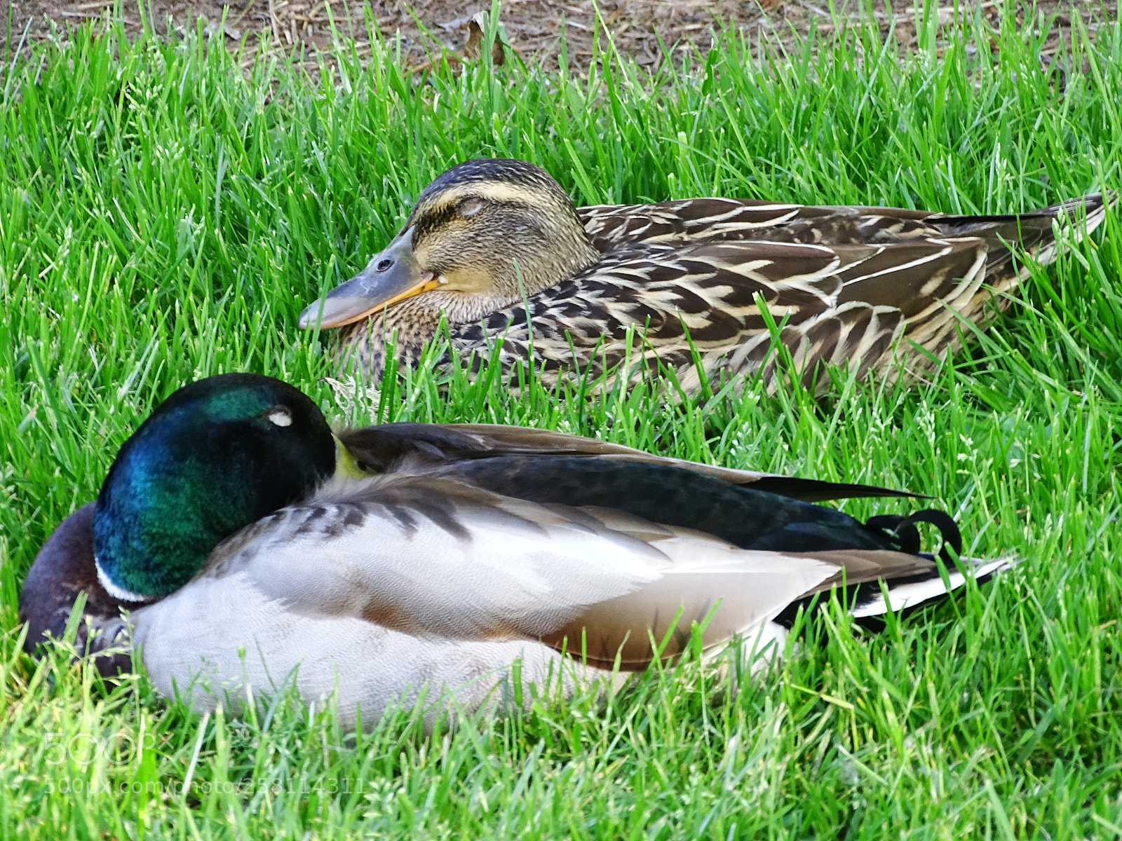 Sony Cyber-shot DSC-HX400V sample photo. Sleeping mallards photography