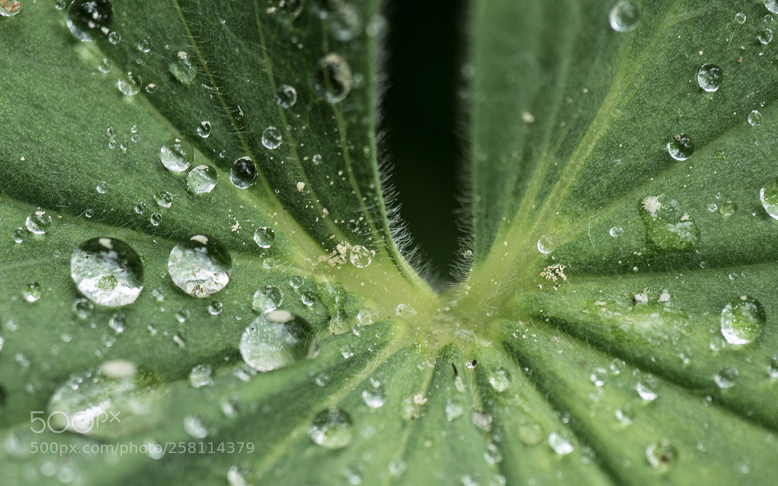 Panasonic DMC-G70 sample photo. After the rain photography