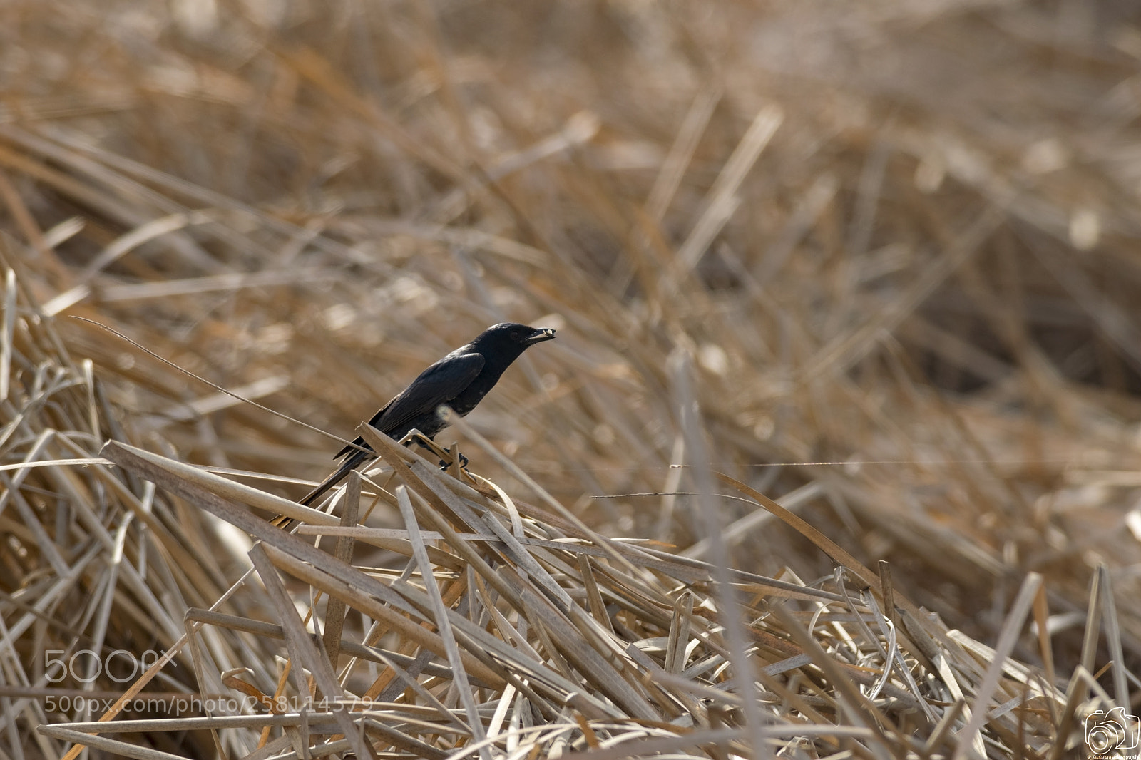 Nikon D5300 sample photo. Drongo with it's catch photography