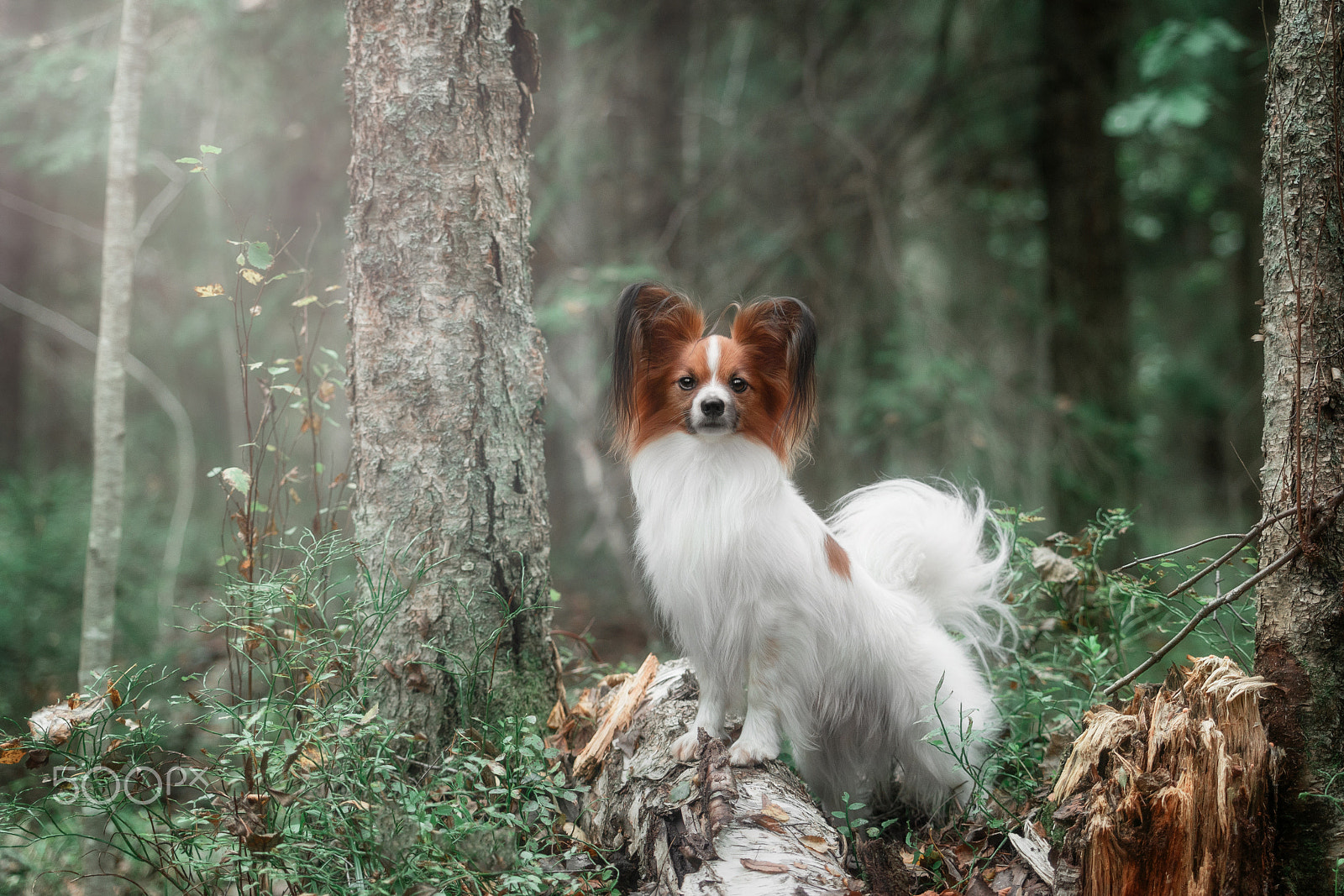 Sony a99 II sample photo. Morning in the forest photography