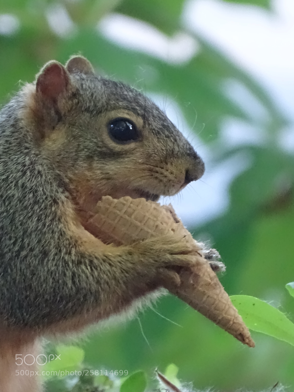 Sony Cyber-shot DSC-HX400V sample photo. Eating squirrel 1 photography