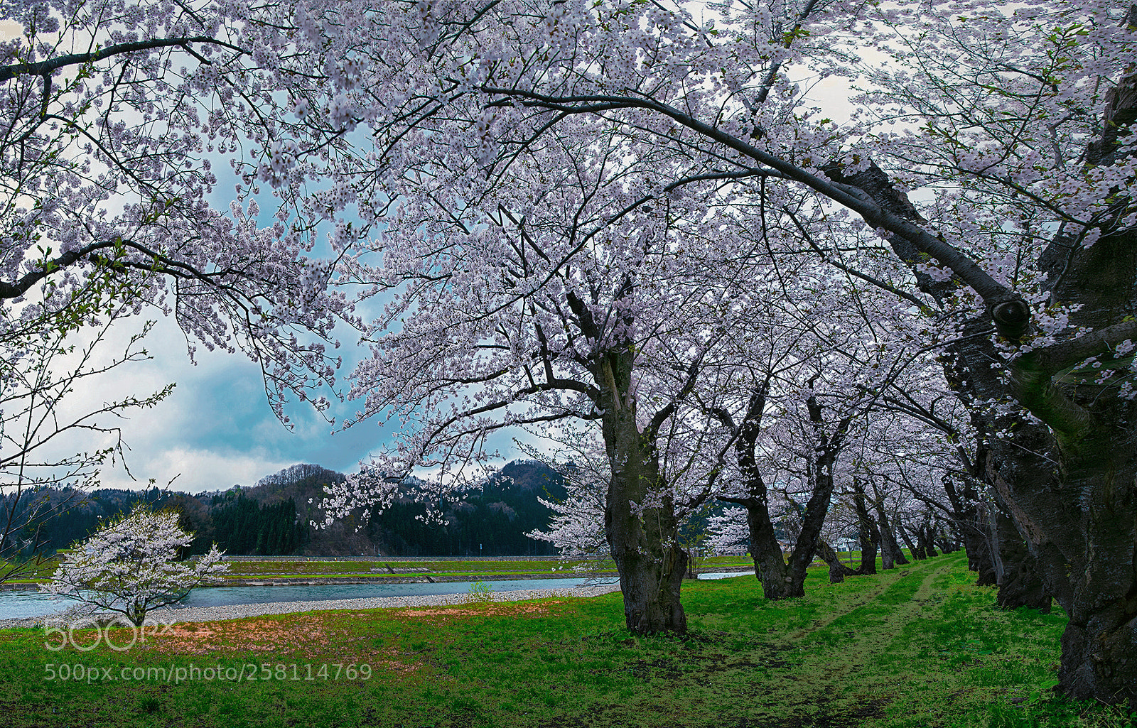 Nikon D850 sample photo. Cherry blossom ... photography