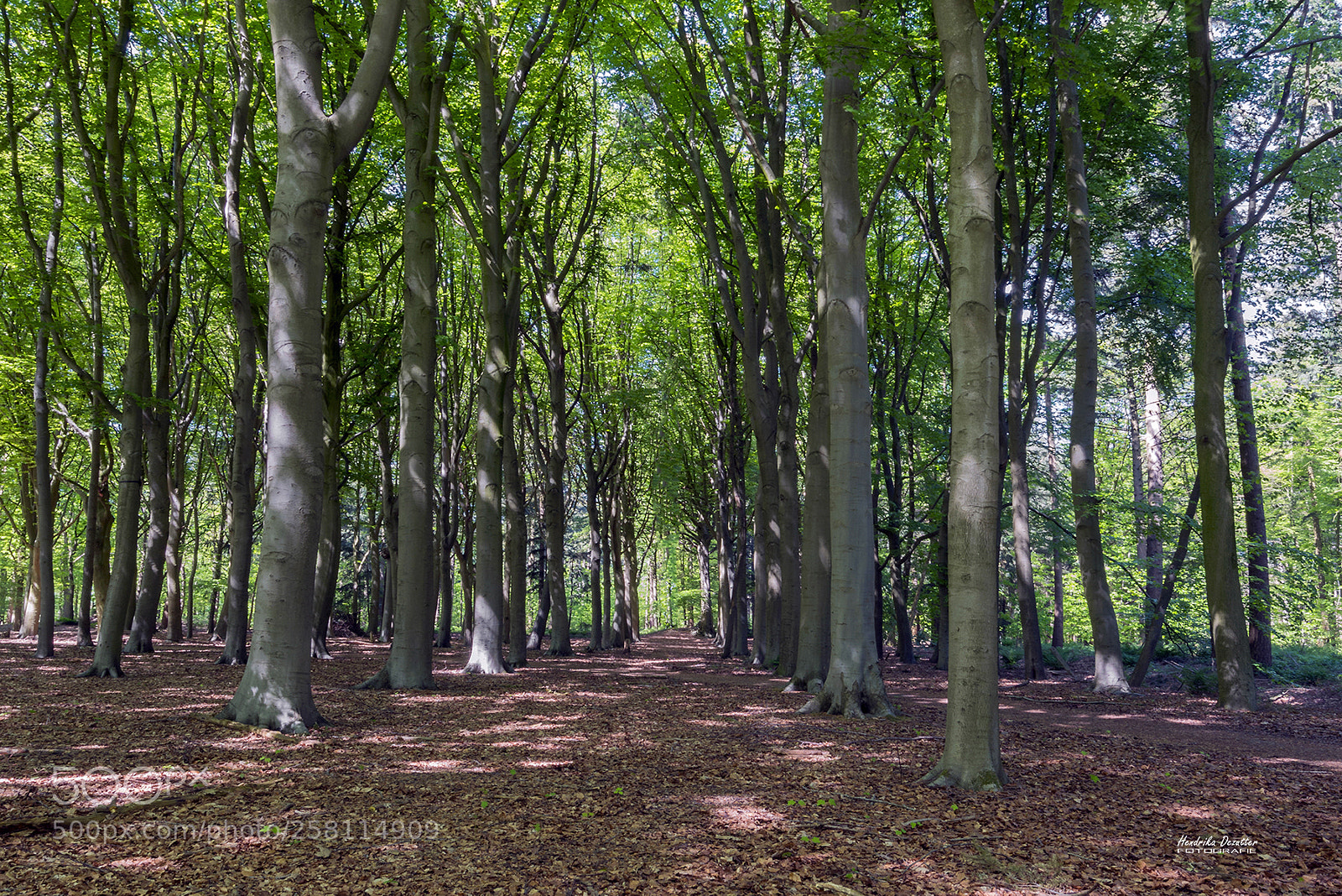 Nikon D800 sample photo. Walking in the ryckevelde photography