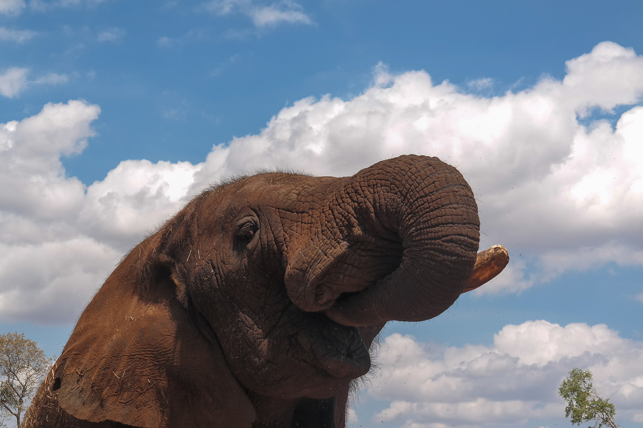 Samsung NX30 sample photo. Elephant sanctuary photography
