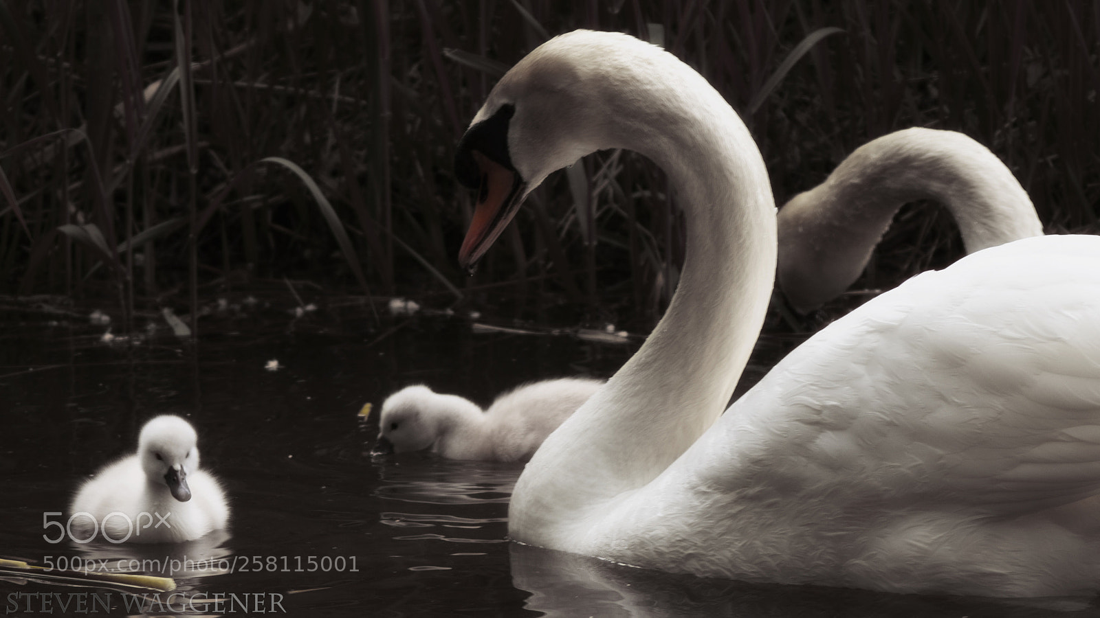 Sony SLT-A77 sample photo. Swan contrast photography