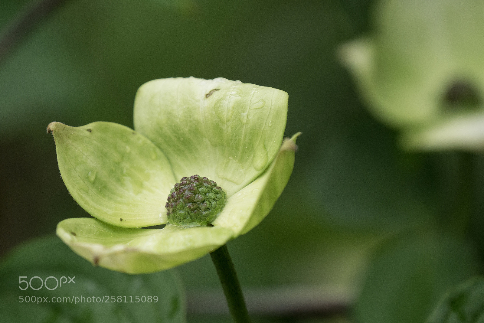 Panasonic DMC-G70 sample photo. Flowering in spring photography