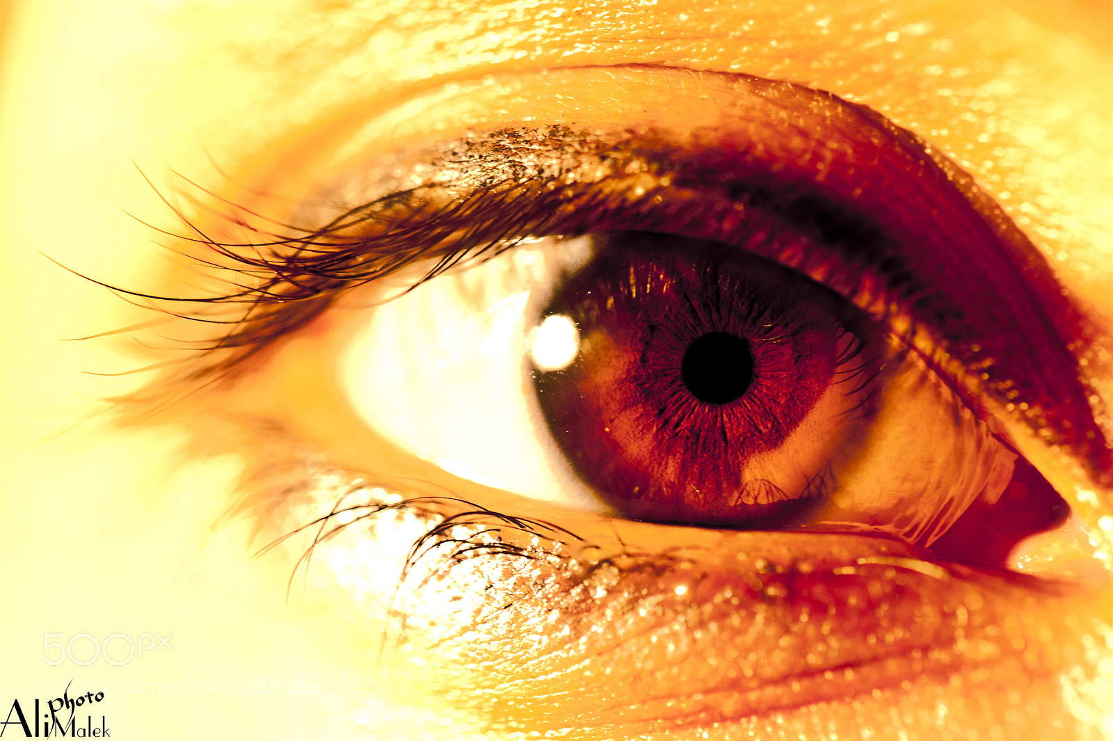 Nikon D700 sample photo. Eye photography