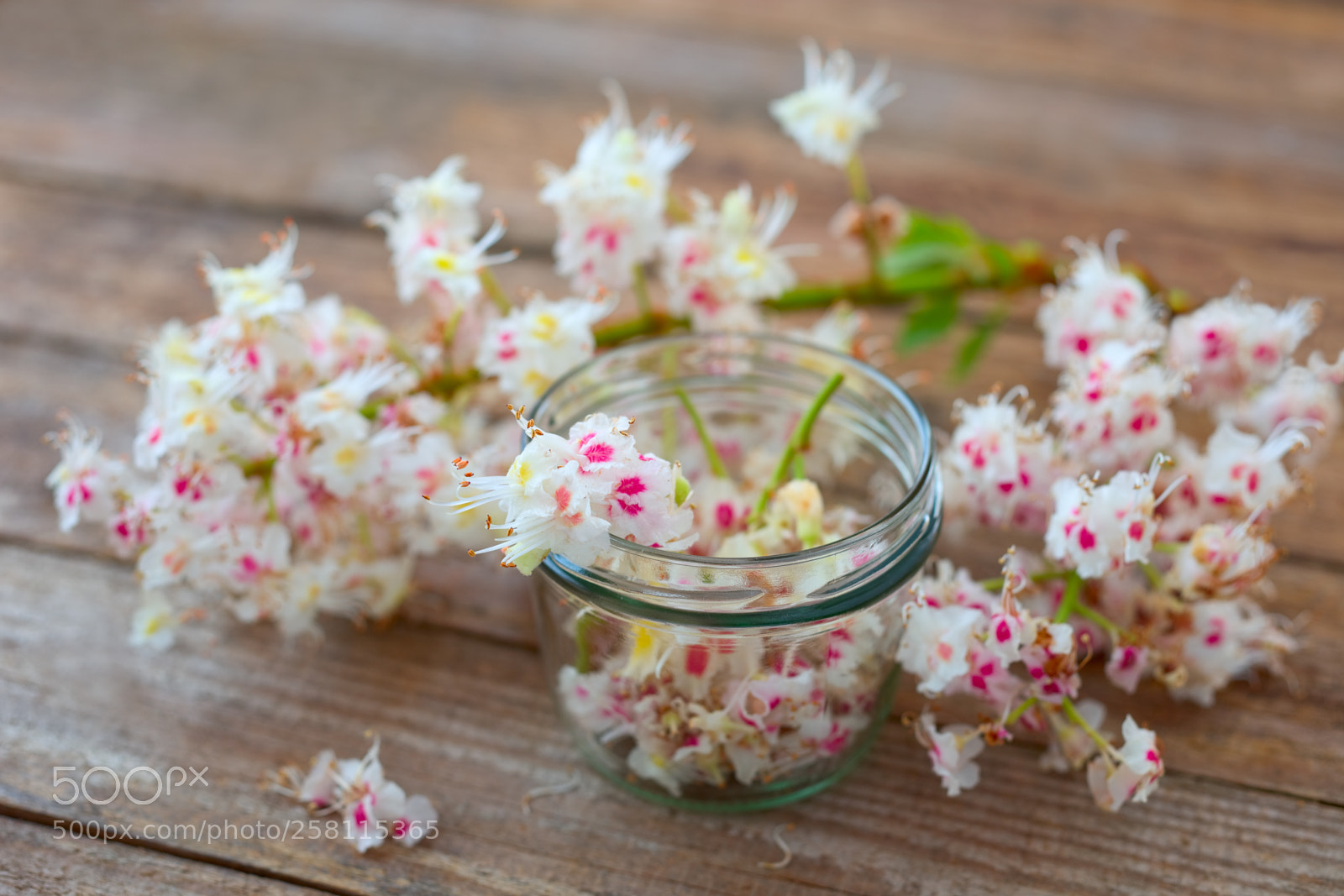 Canon EOS 5D Mark II sample photo. Horse chestnut flowers in photography