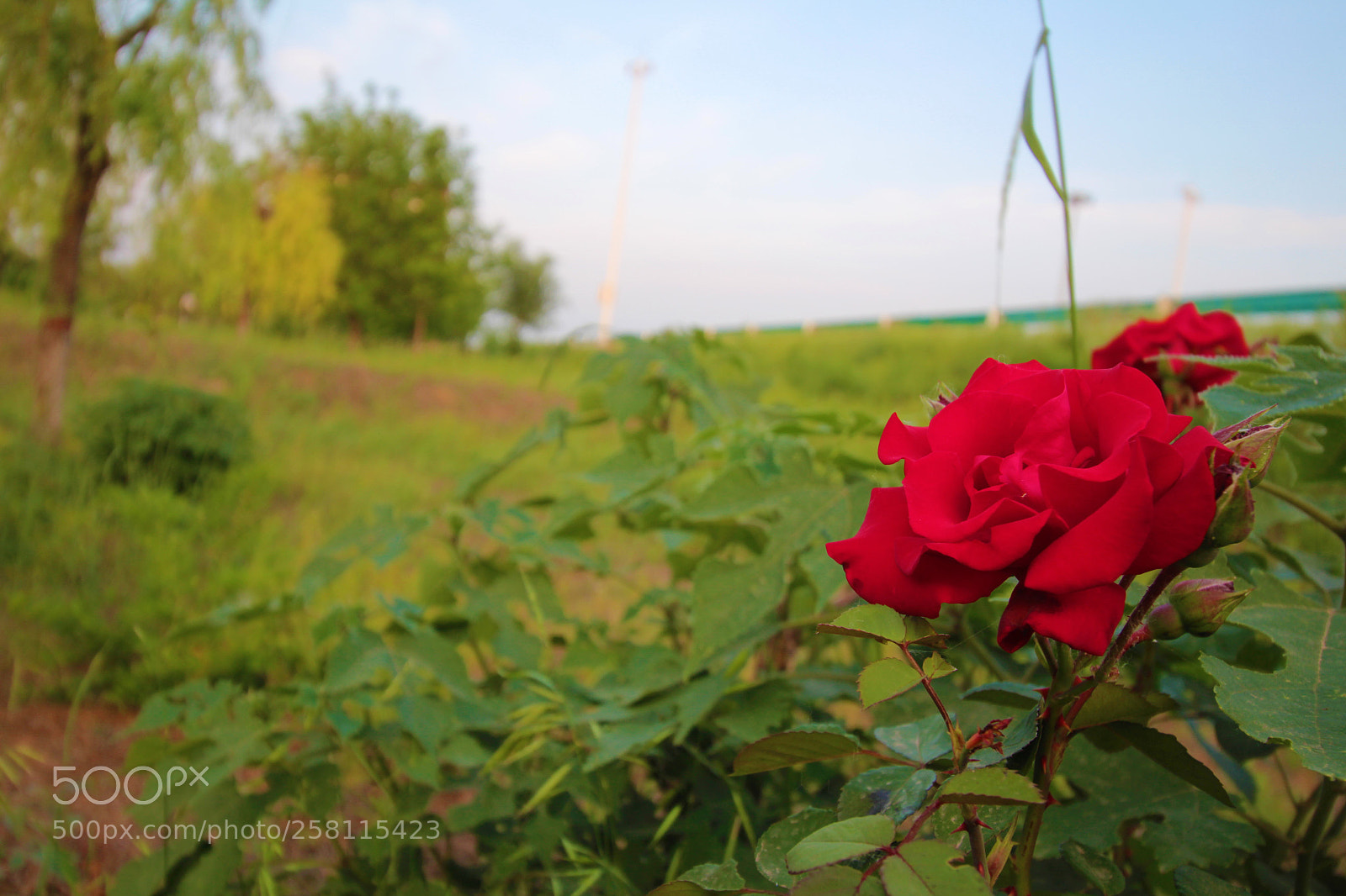 Canon EOS 100D (EOS Rebel SL1 / EOS Kiss X7) sample photo. Img photography