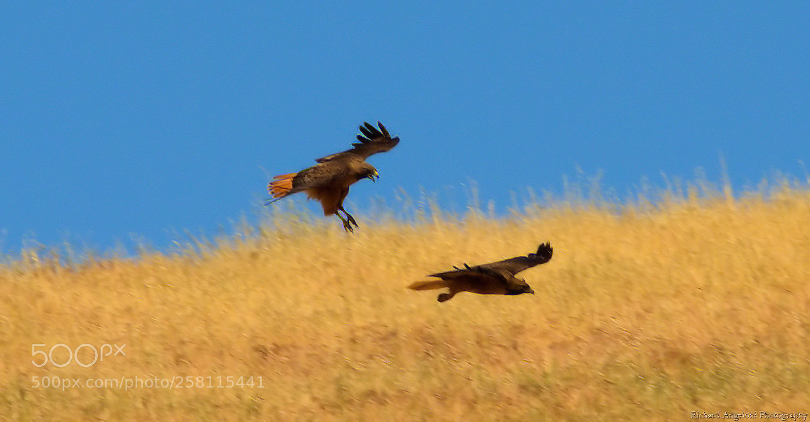 Nikon D7000 sample photo. Courting red tail hawks photography