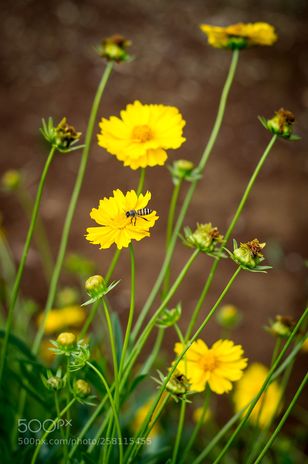 Nikon D3200 sample photo. Bee on a yellow photography
