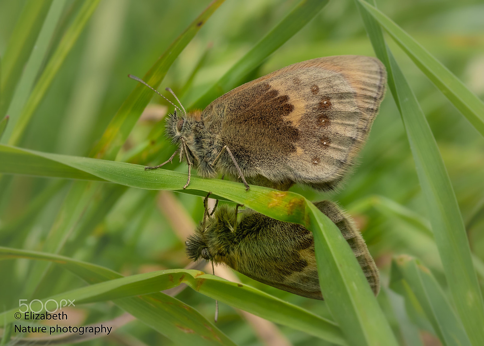 Nikon D500 + Sigma 105mm F2.8 EX DG OS HSM sample photo. Small heath mating in the grass photography