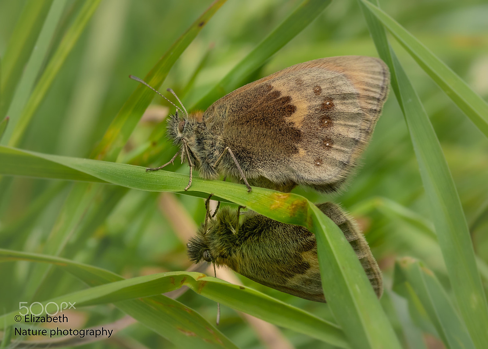 Sigma 105mm F2.8 EX DG OS HSM sample photo. Small heath mating in the grass photography