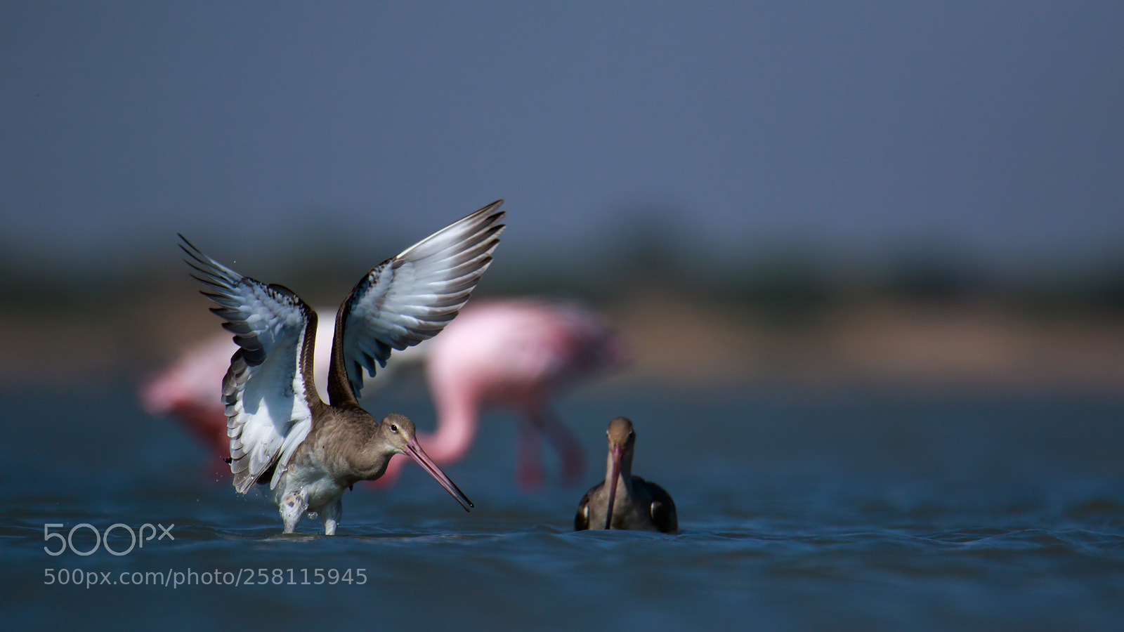 Canon EOS 7D Mark II sample photo. Godwit photography