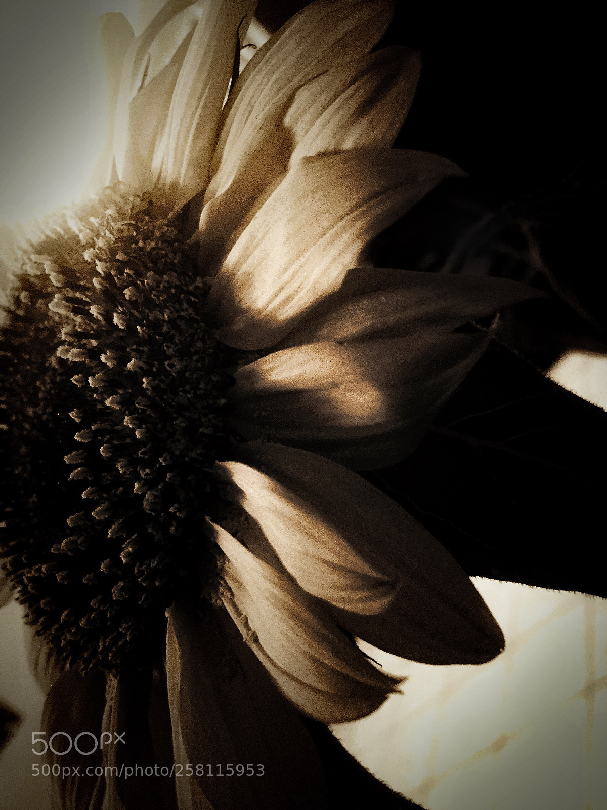 Apple iPhone 6 sample photo. Untitled photography