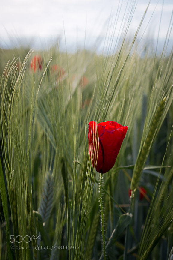 Canon EOS 70D sample photo. Poppy photography