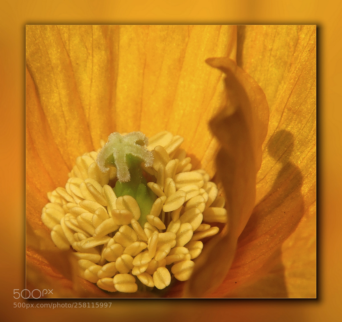 Panasonic Lumix DMC-FZ300 sample photo. Klatschmohn photography