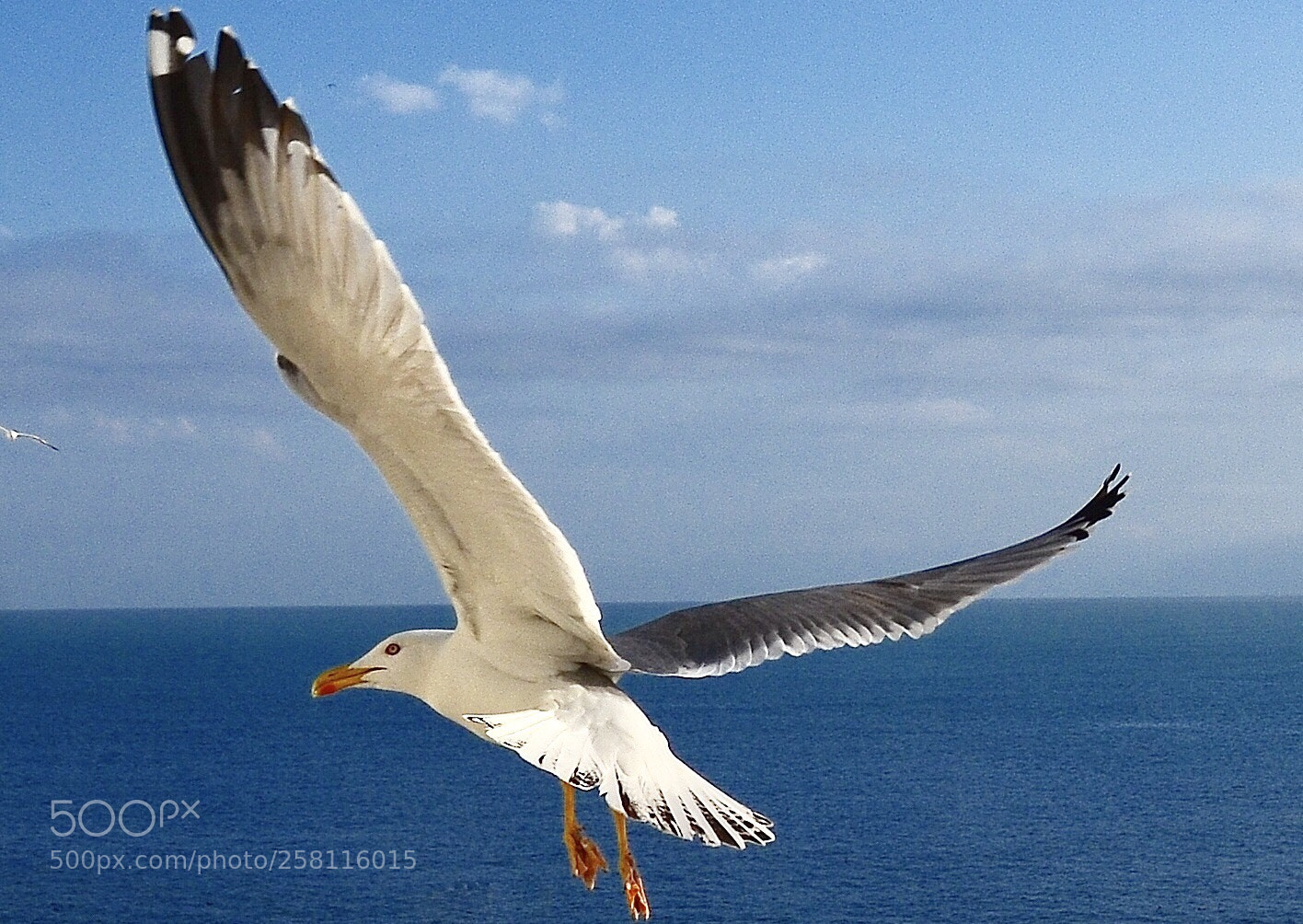 Nikon D7000 sample photo. Seagull in flight photography