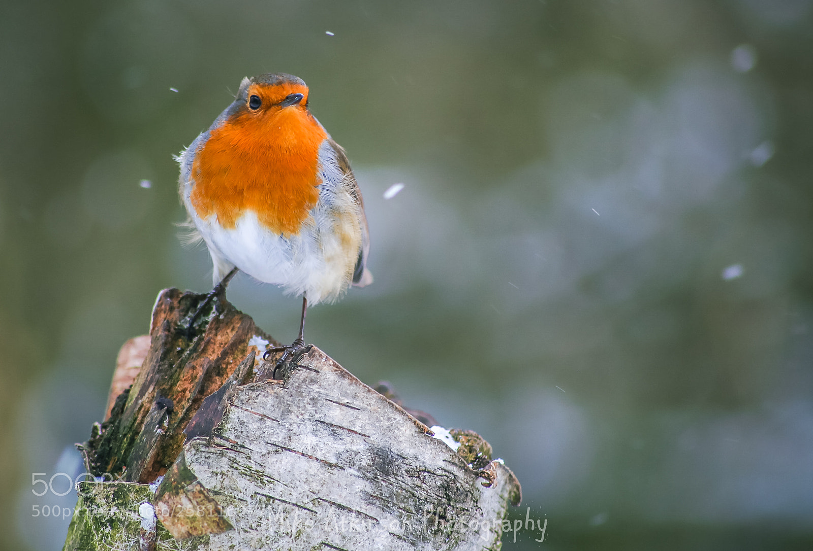 Canon EOS 6D sample photo. Robin in the snow photography