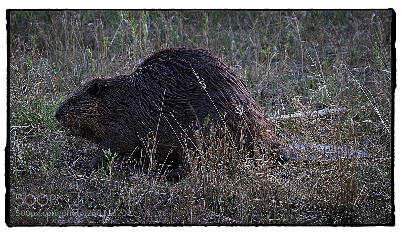Canon EOS 7D sample photo. Beaver  photography
