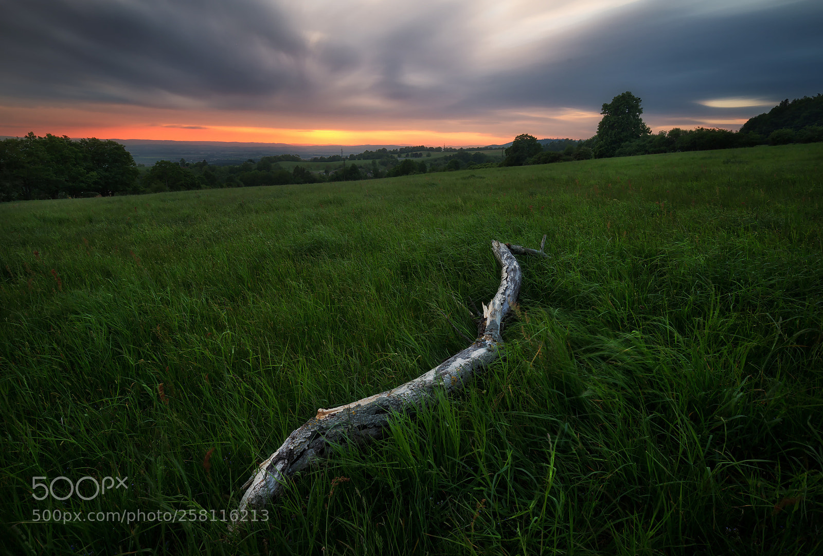 Canon EOS 6D sample photo. Wooden snake photography