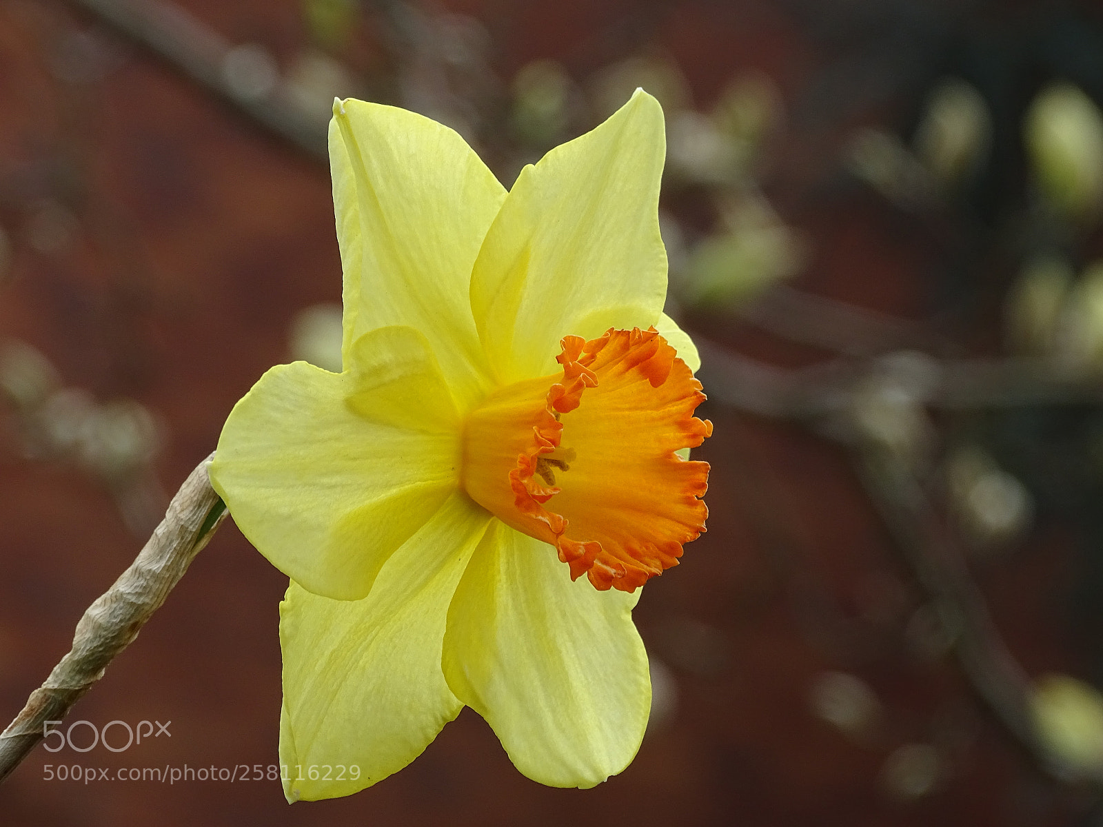 Sony Cyber-shot DSC-HX400V sample photo. Yellow flower photography