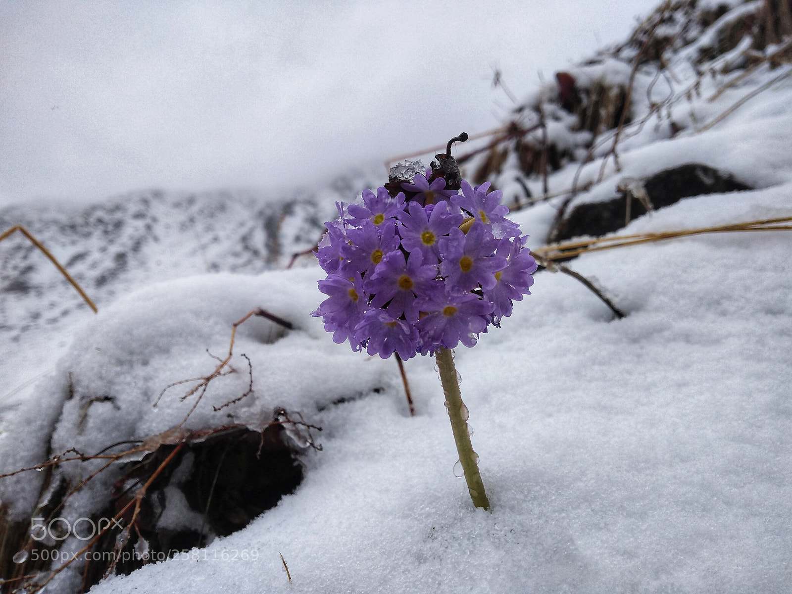 Motorola Moto G (5S) Plus sample photo. Untitled photography