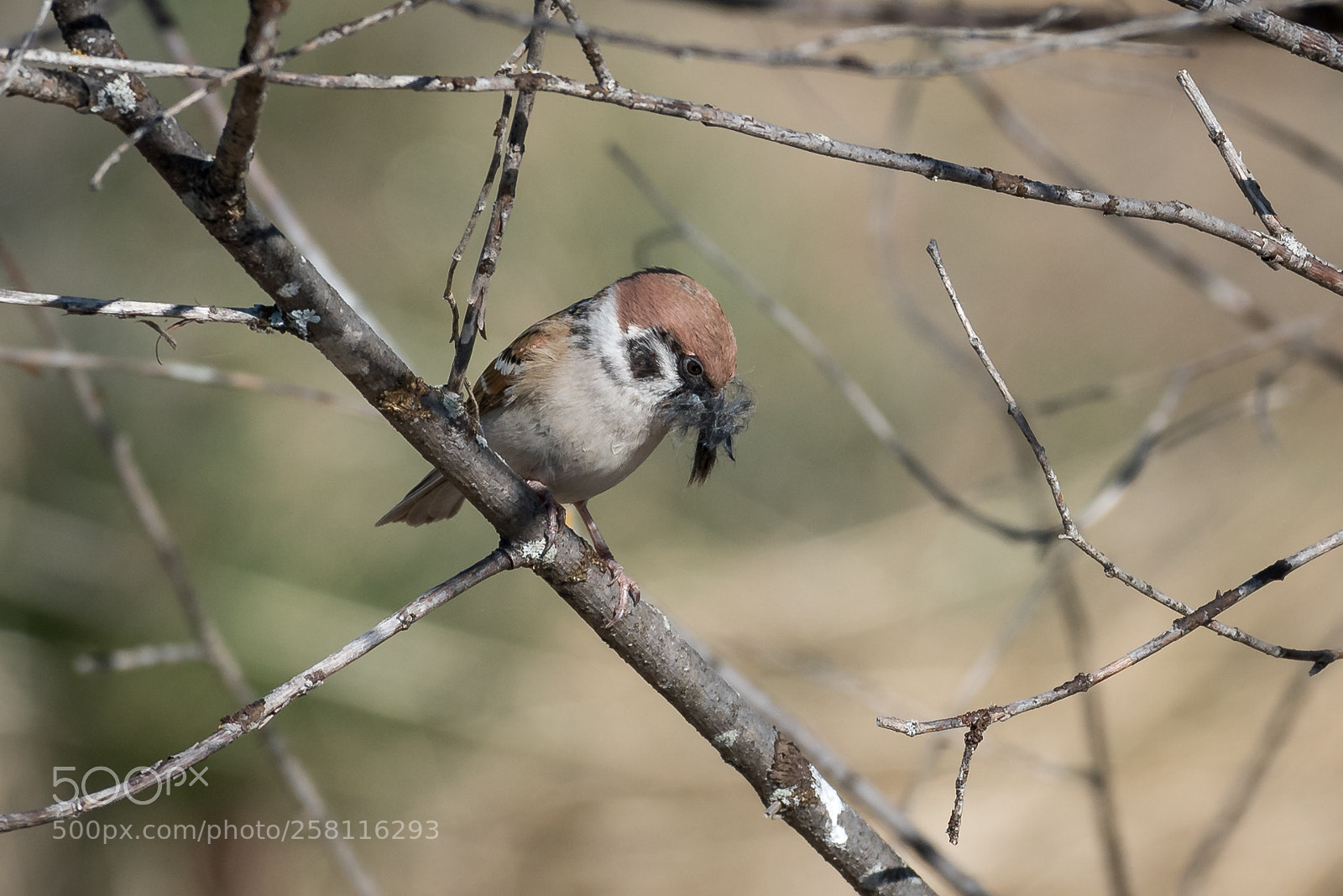Nikon D750 sample photo. Reed bunting photography
