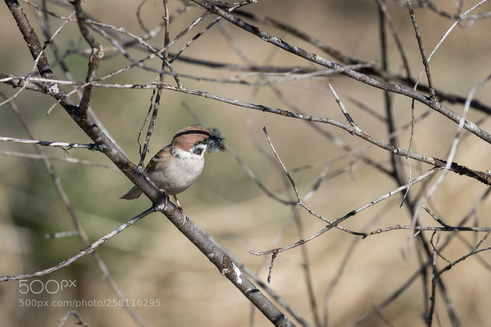 Nikon D750 sample photo. Reed bunting photography