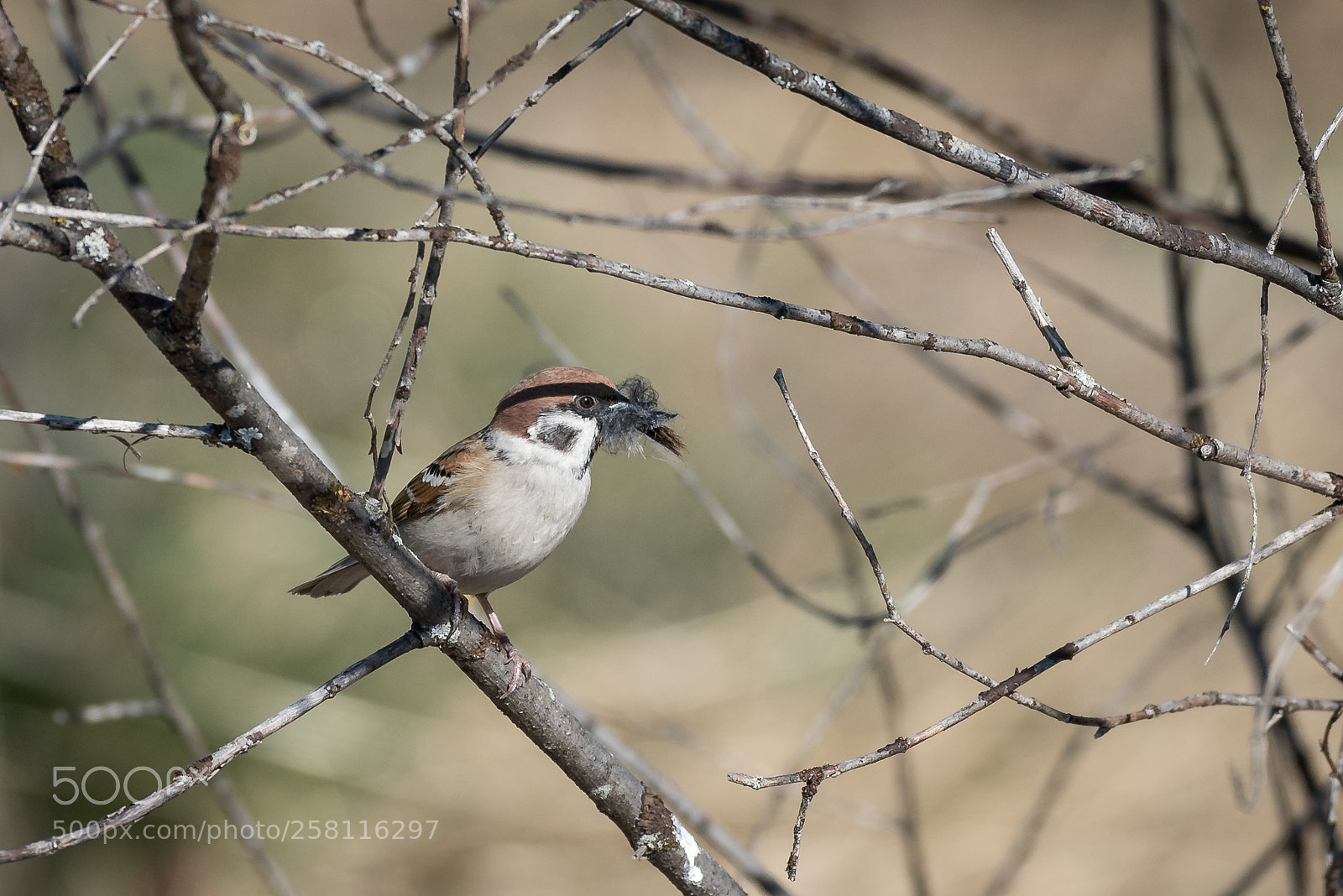 Nikon D750 sample photo. Reed bunting photography