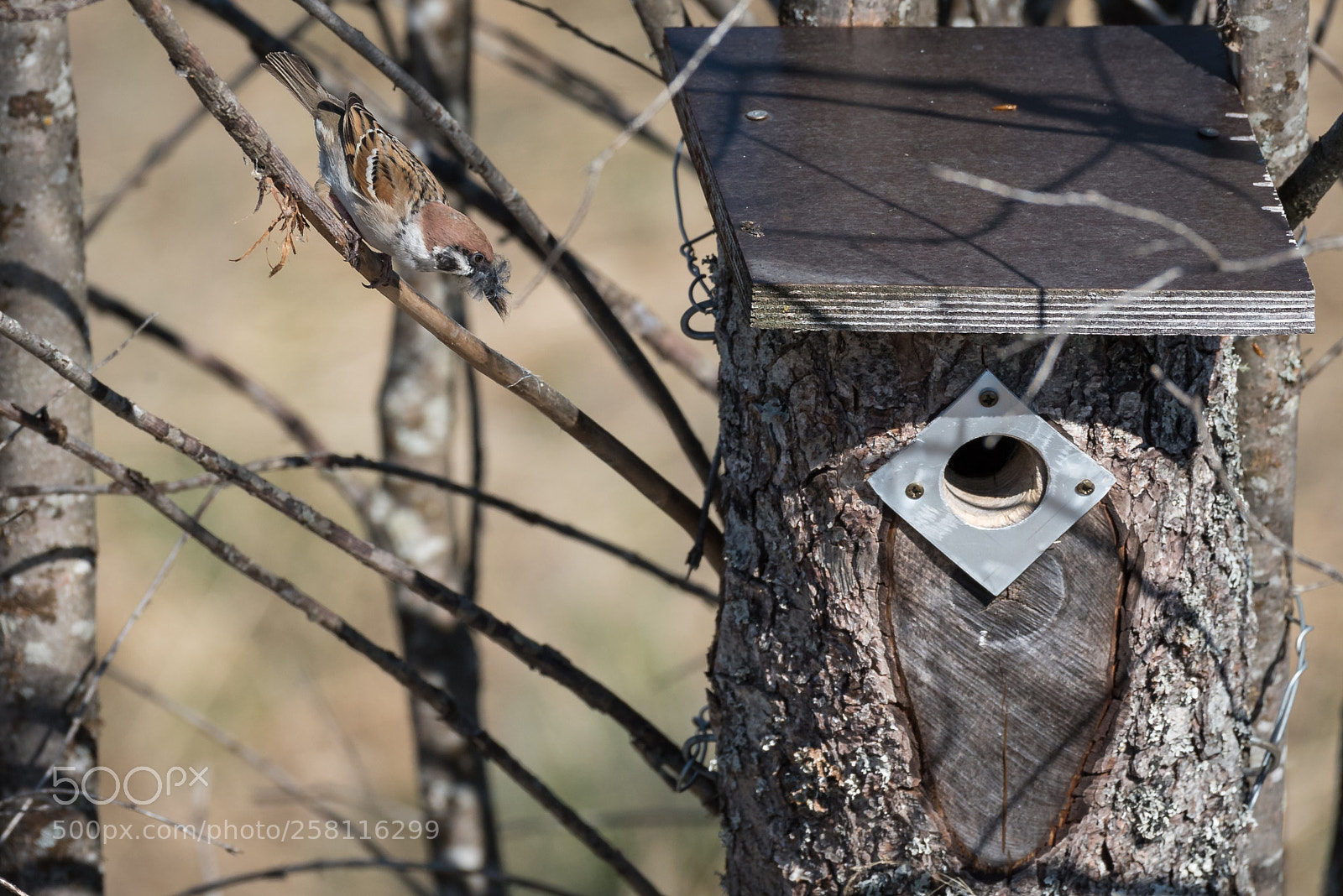 Nikon D750 sample photo. Reed bunting photography