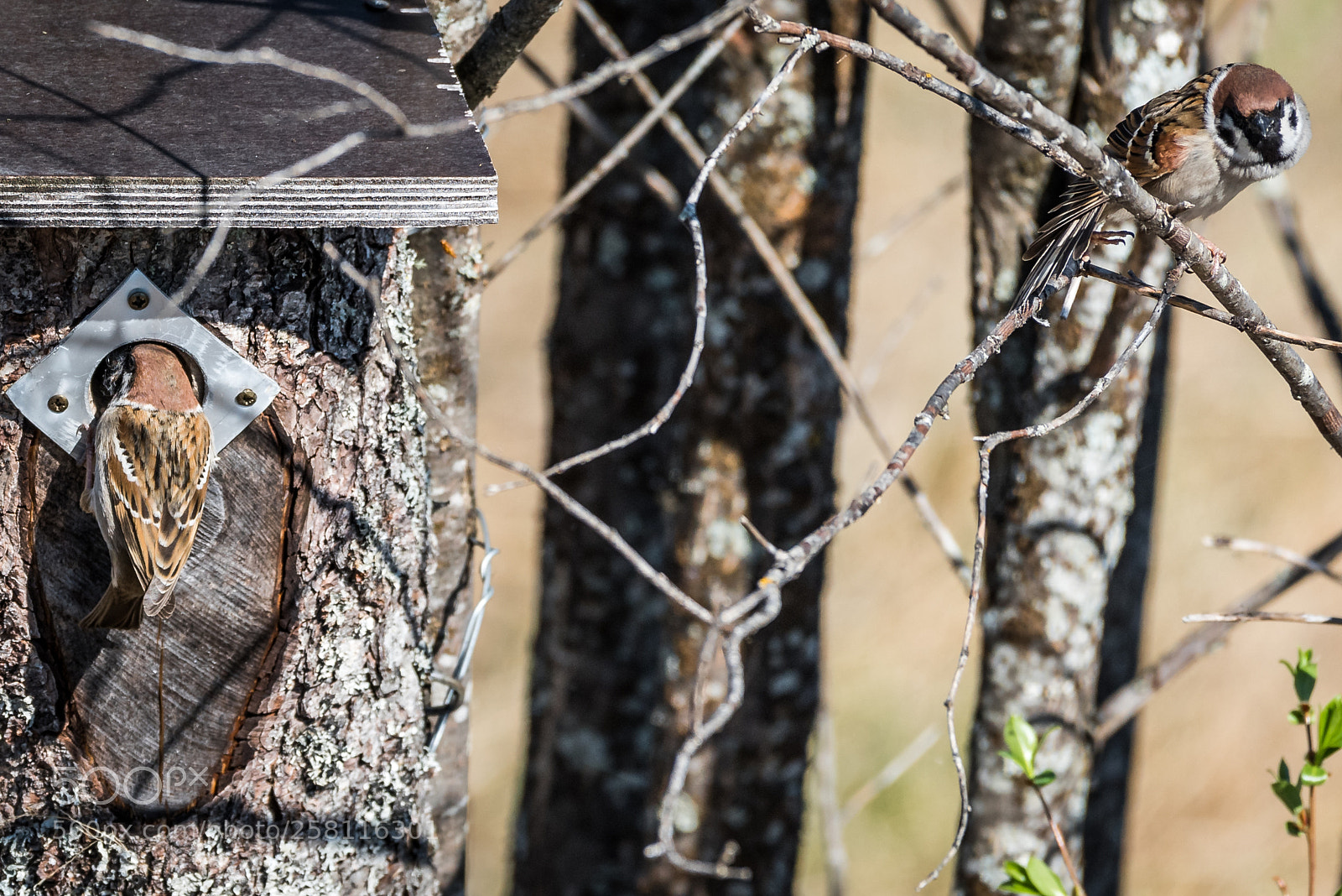 Nikon D750 sample photo. Reed bunting photography