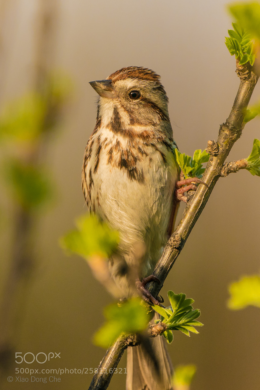 Sony a9 sample photo. Song sparrow photography