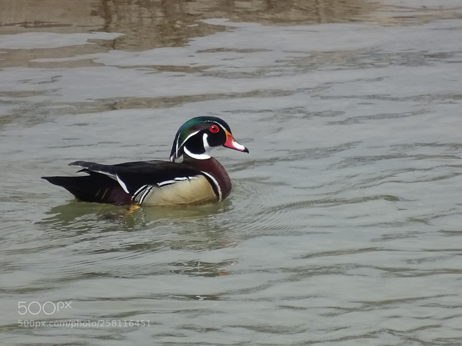 Sony Cyber-shot DSC-HX400V sample photo. Wood duck photography
