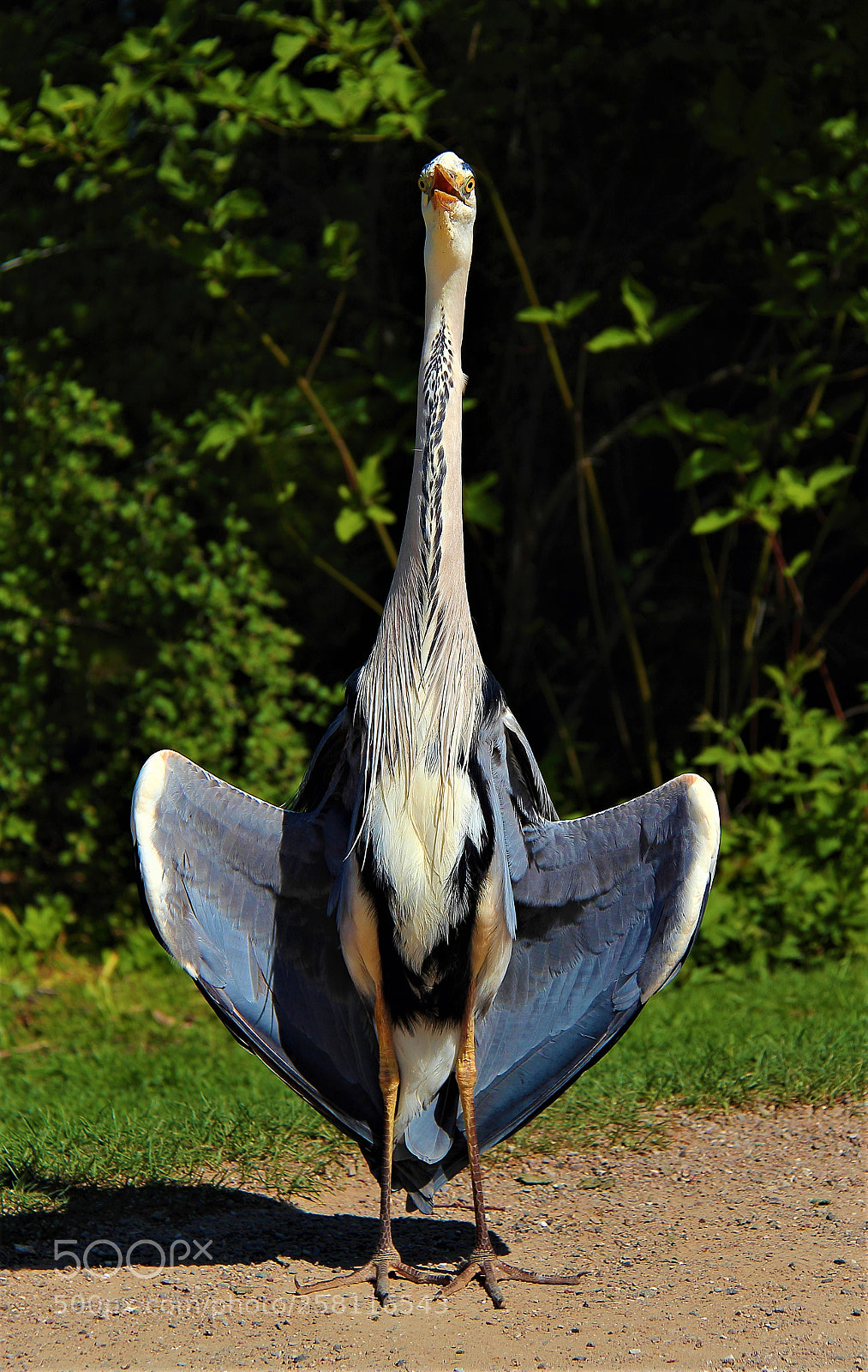 Canon EOS 600D (Rebel EOS T3i / EOS Kiss X5) sample photo. Sunbathing heron photography