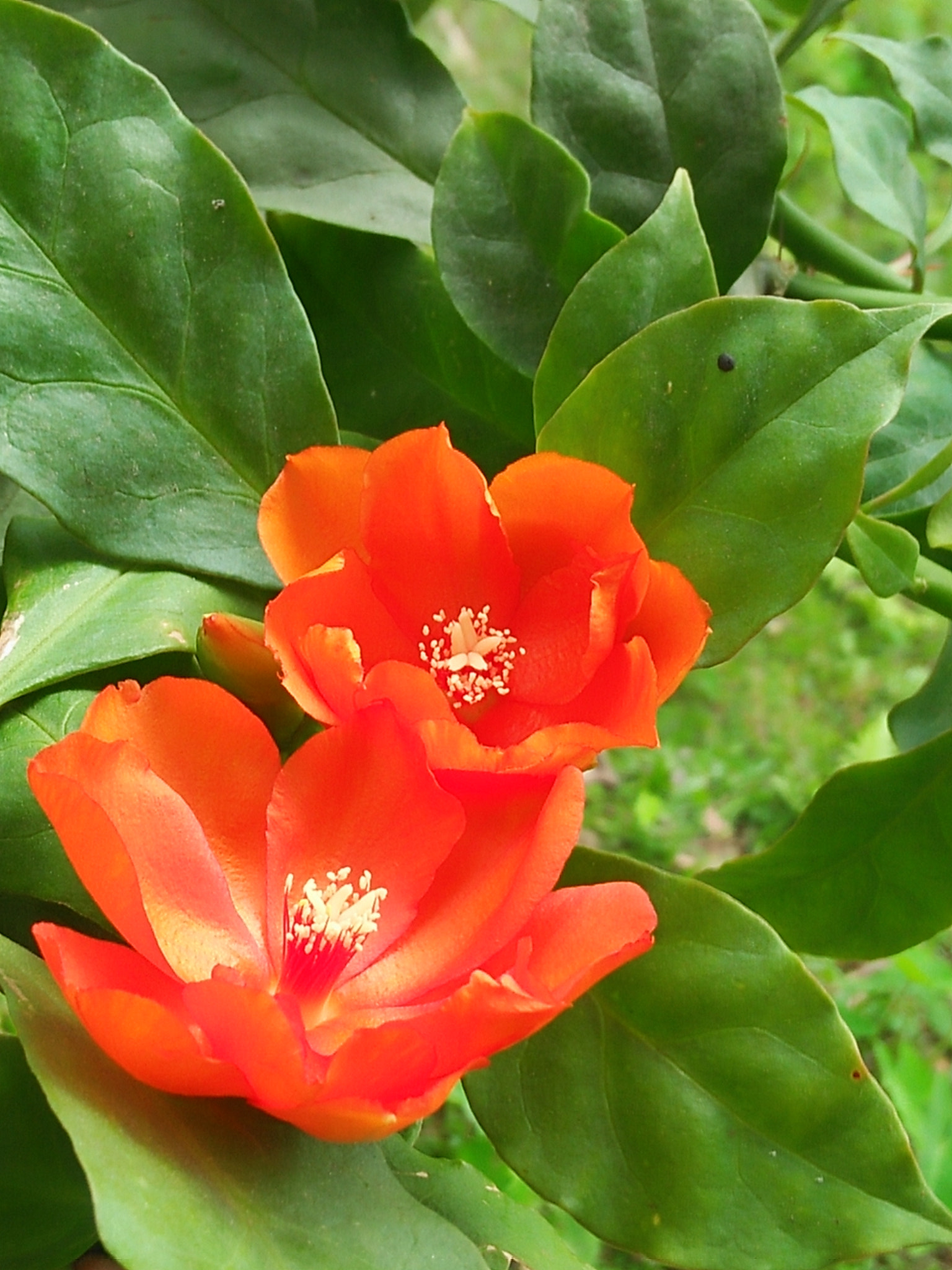 OPPO A37fw-International sample photo
