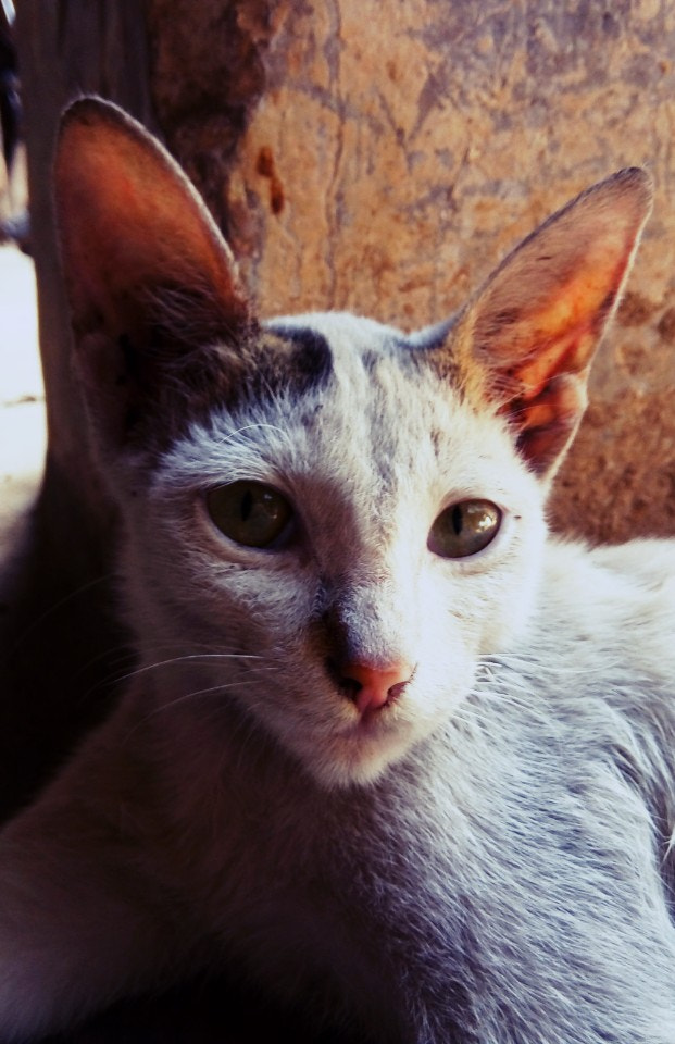 GIONEE A1 lite sample photo. Pussycat photography