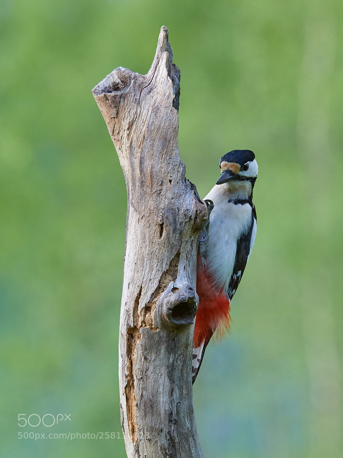 Nikon D5 sample photo. Great spotted woodpecker photography