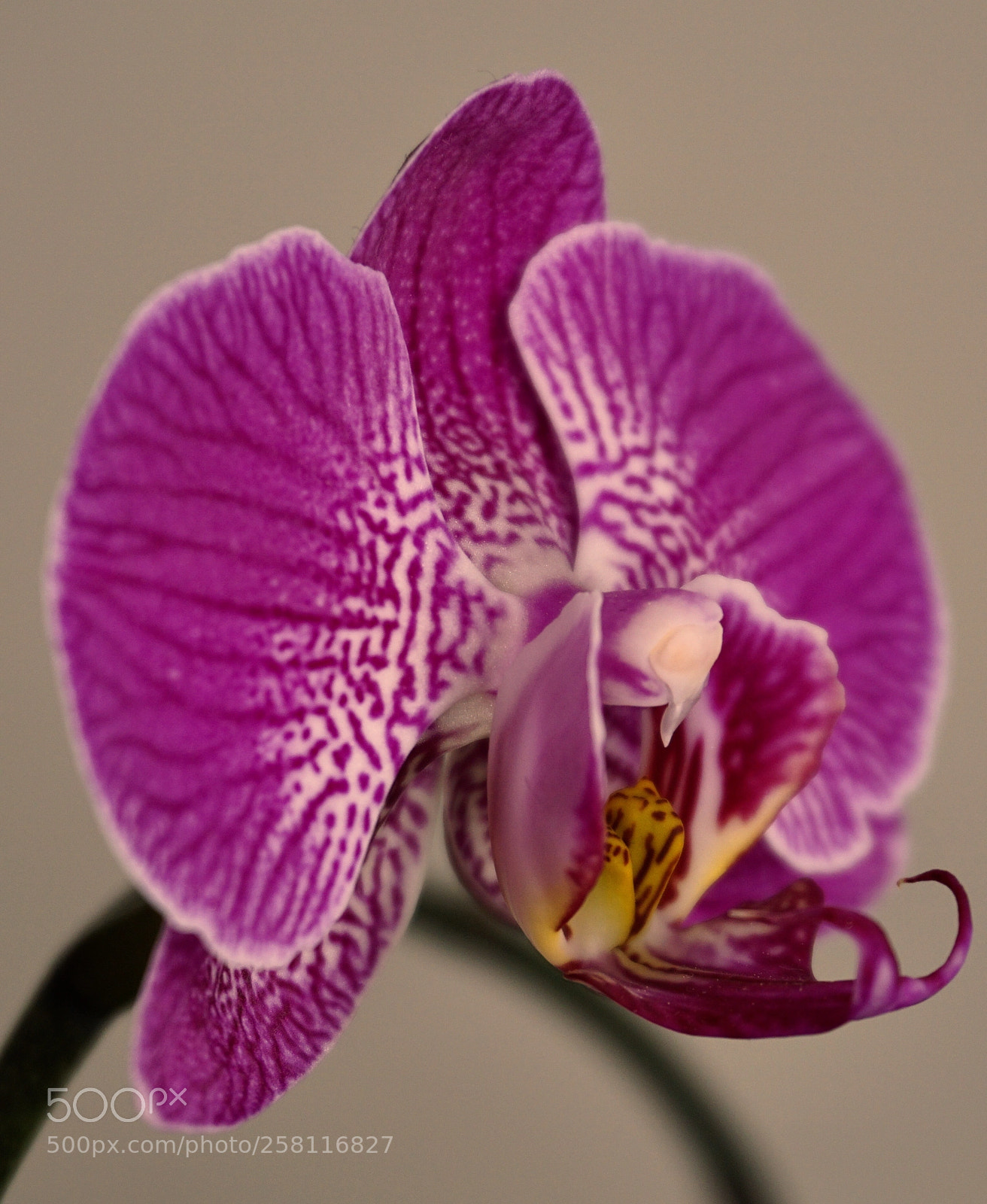 Sony a6000 sample photo. Orchid photography