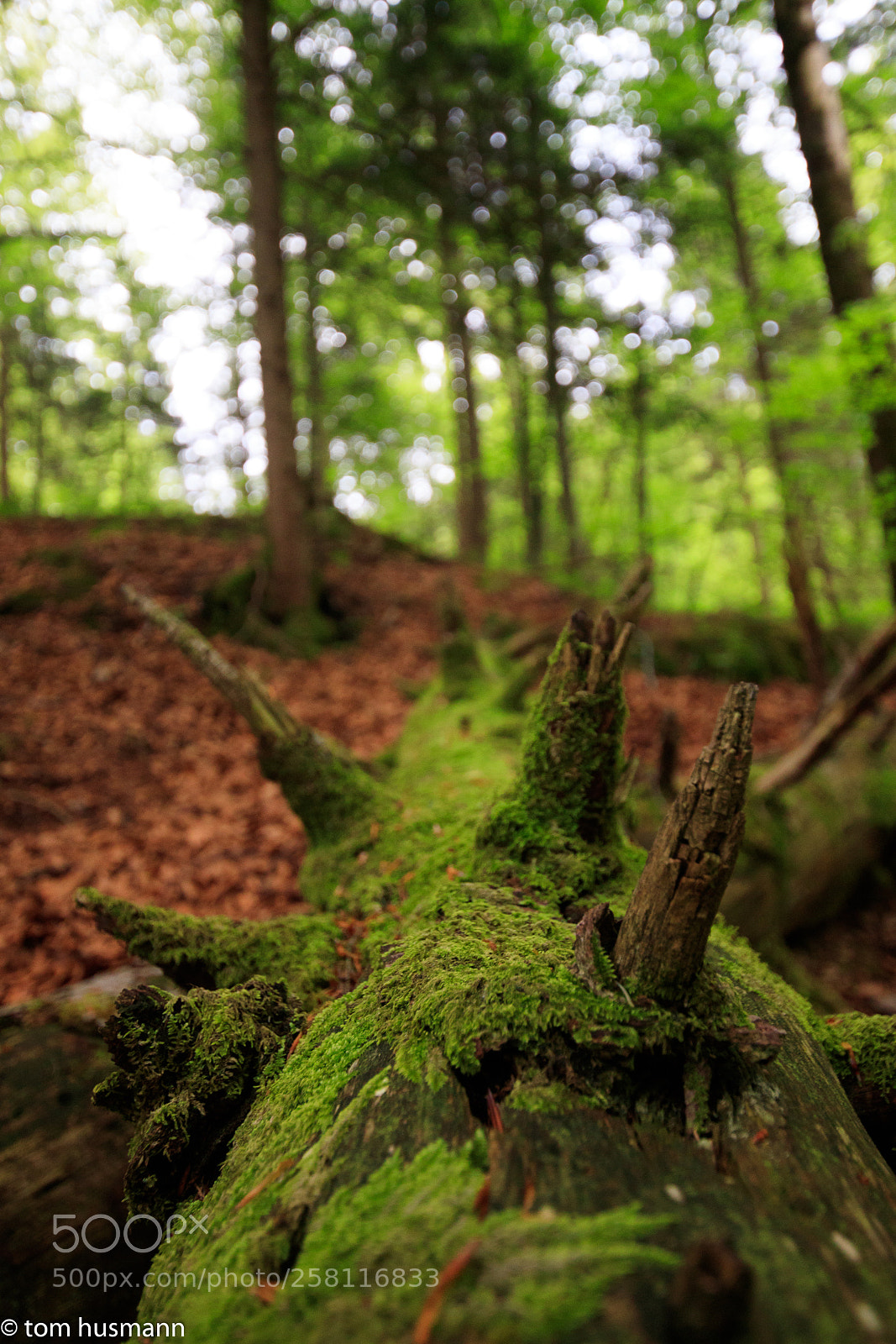 Canon EOS 77D (EOS 9000D / EOS 770D) sample photo. ??? photography