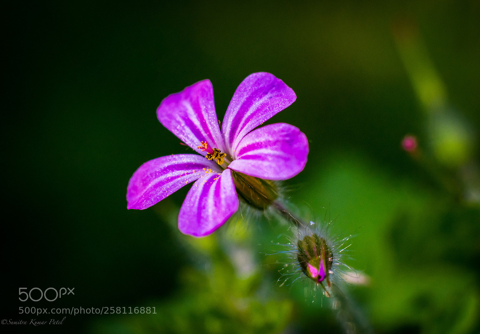 Nikon D7200 sample photo. Flower photography