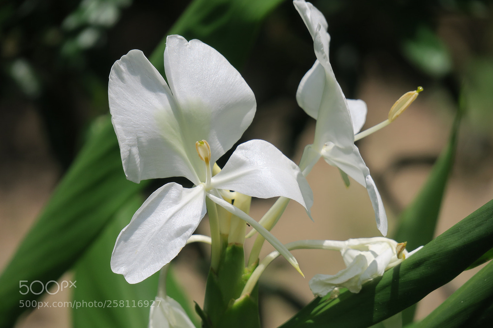 Canon PowerShot G3 X sample photo. Macro shot of white photography