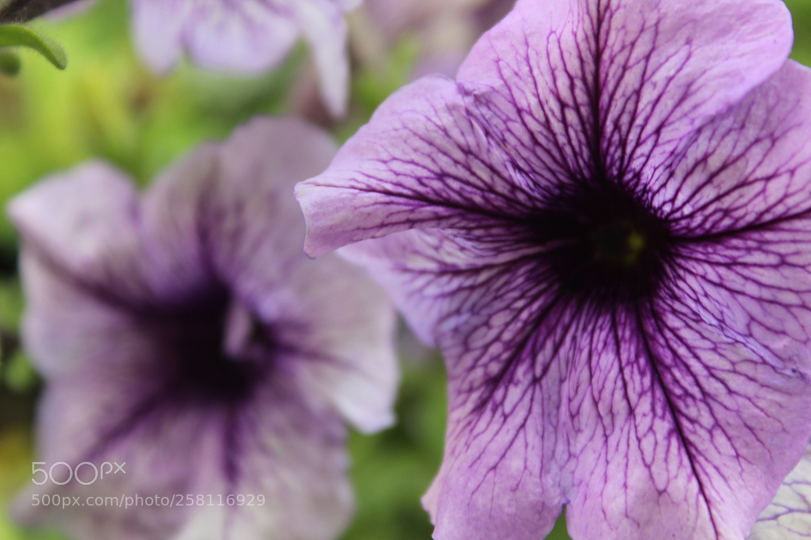 Canon EOS 1300D (EOS Rebel T6 / EOS Kiss X80) sample photo. Macro shot of purple photography