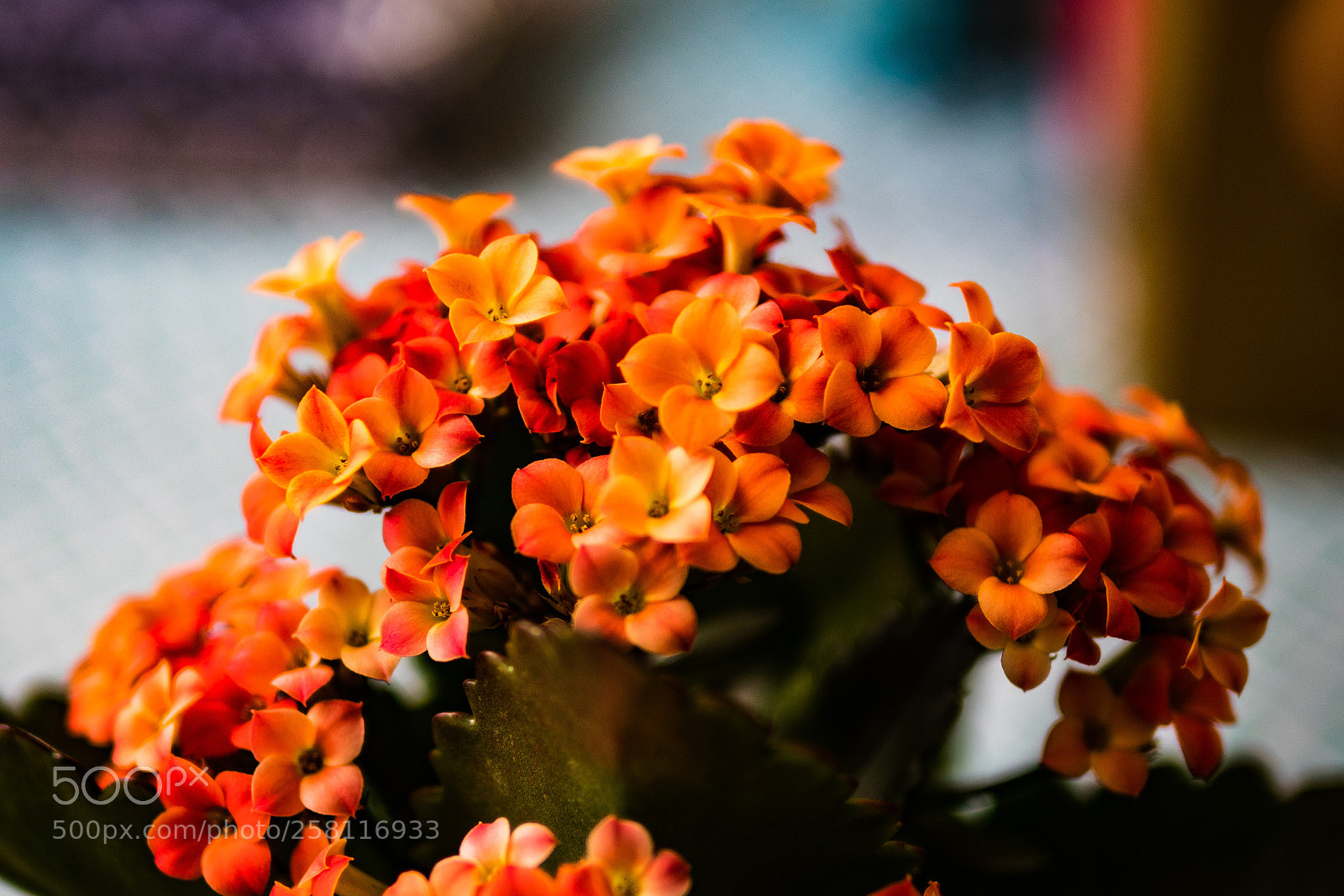 Panasonic Lumix DC-G9 sample photo. Macro shot of orange photography
