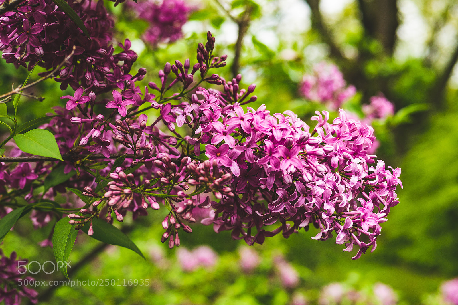 Panasonic Lumix DC-G9 sample photo. Macro shot of purple photography