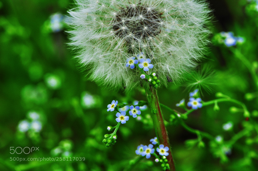 Nikon D90 sample photo. Untitled photography